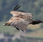 Griffon Vulture