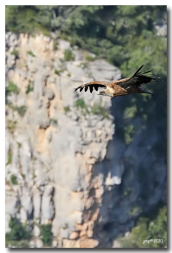 Griffon Vulture