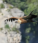 Griffon Vulture