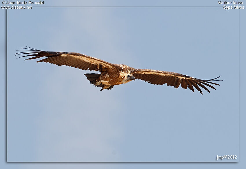 Vautour fauve