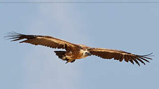 Griffon Vulture