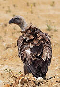 Griffon Vulture