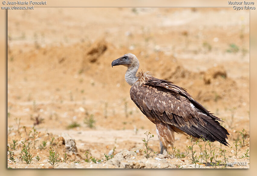 Griffon Vultureimmature, identification