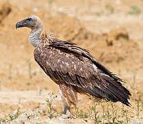 Griffon Vulture