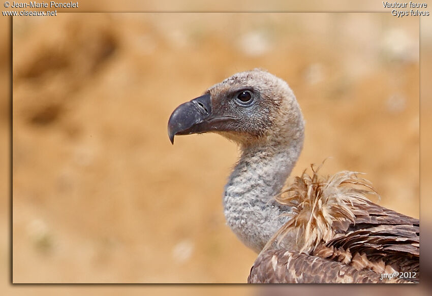 Griffon Vulture