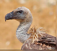 Griffon Vulture