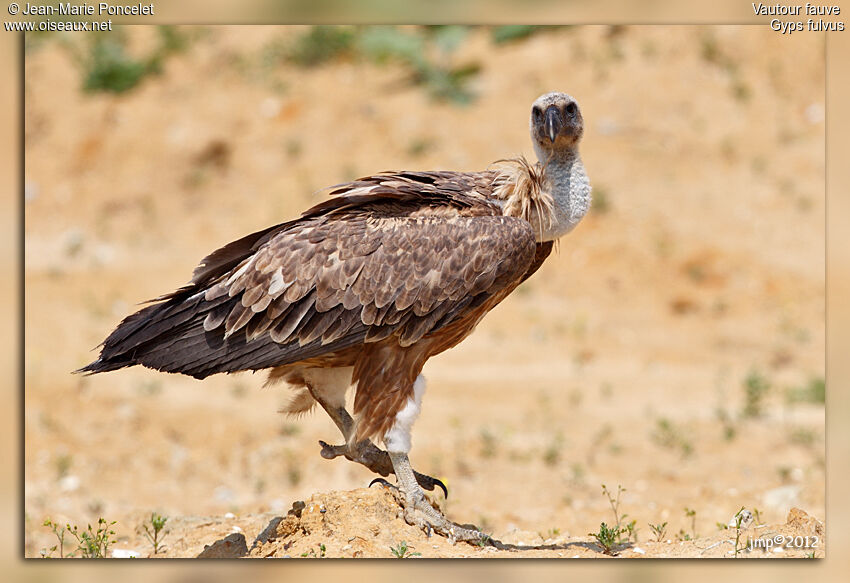 Griffon Vulture