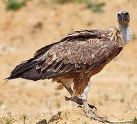 Griffon Vulture