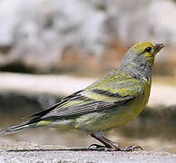 Citril Finch