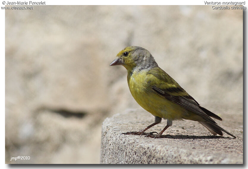 Citril Finch