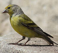 Citril Finch