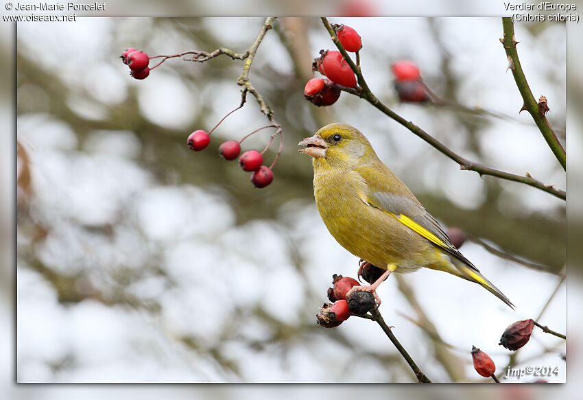 European Greenfinch male adult, feeding habits