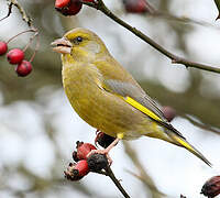 European Greenfinch