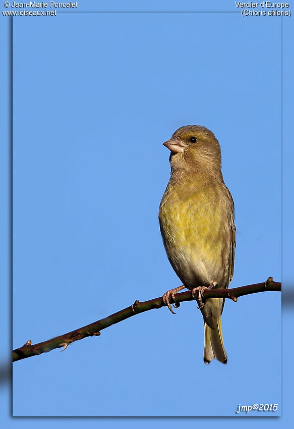 European Greenfinch