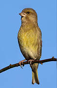 European Greenfinch