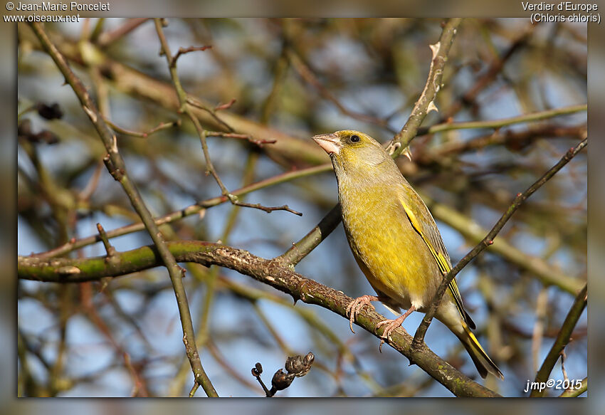 European Greenfinch