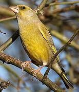 European Greenfinch