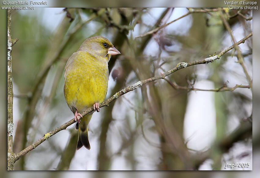 European Greenfinch