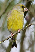 European Greenfinch