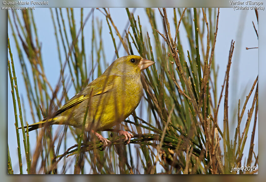 European Greenfinch