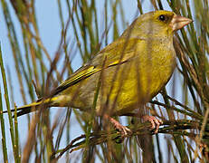 European Greenfinch