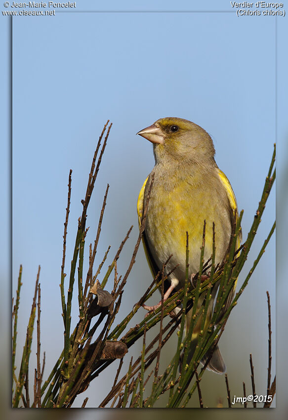 European Greenfinch