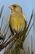 European Greenfinch