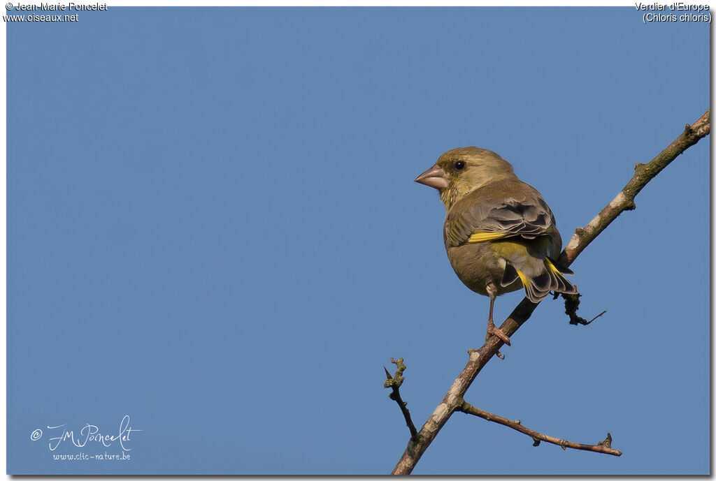 European Greenfinch male adult