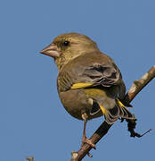 European Greenfinch