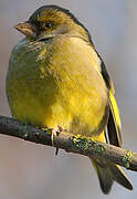 European Greenfinch