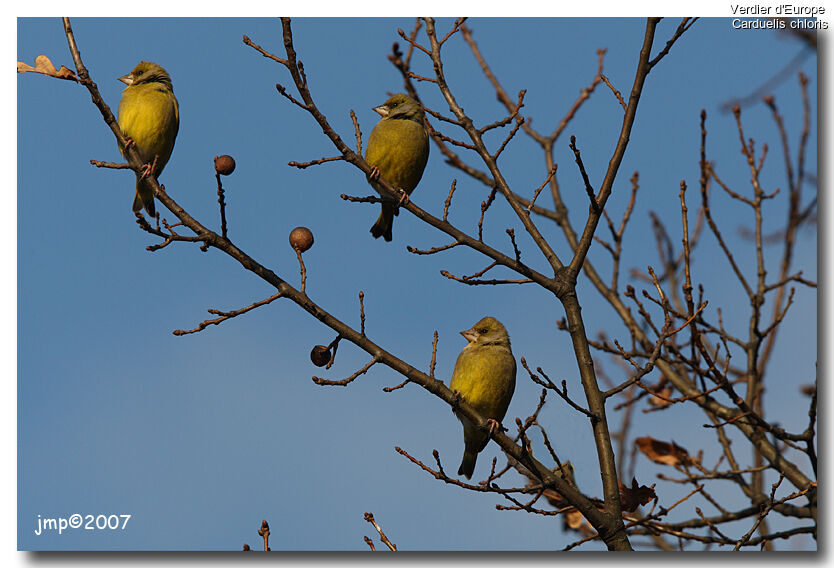European Greenfinch