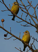 European Greenfinch