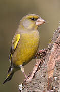 European Greenfinch