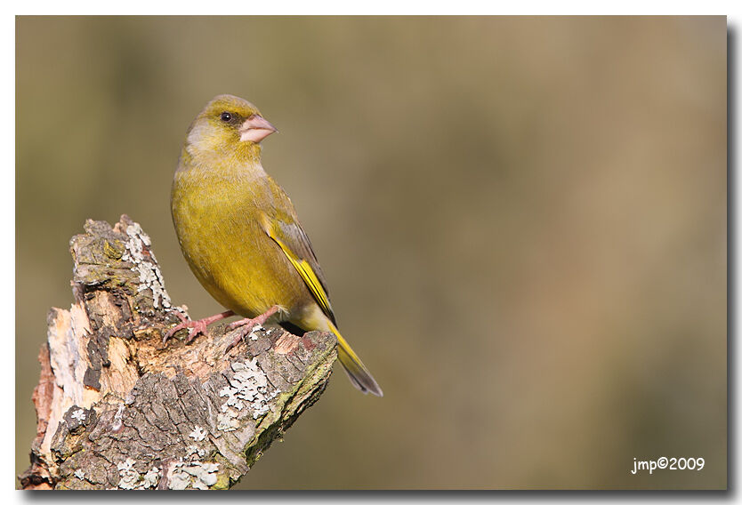 European Greenfinch