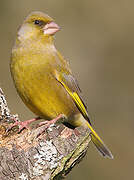 European Greenfinch