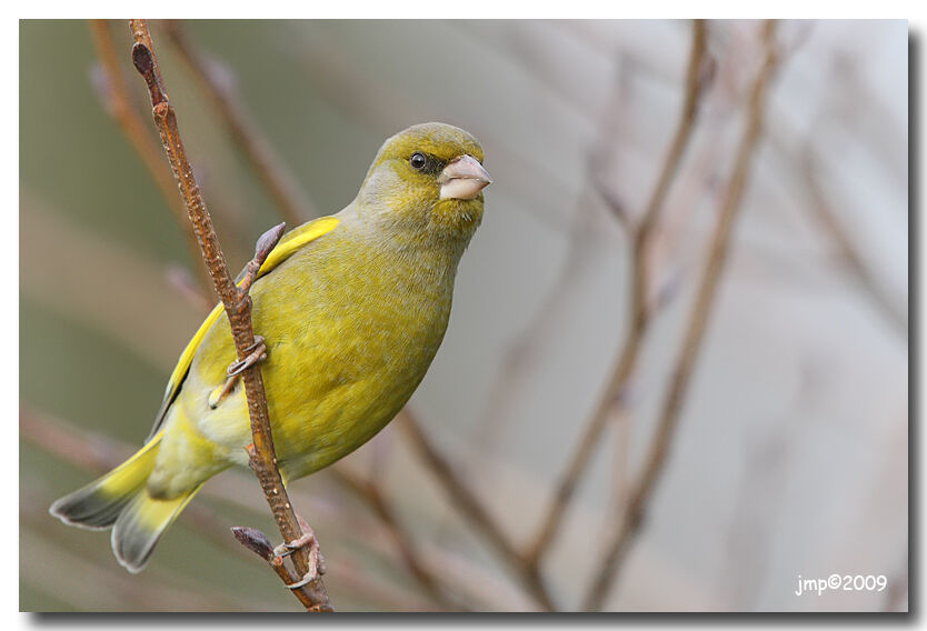 European Greenfinch