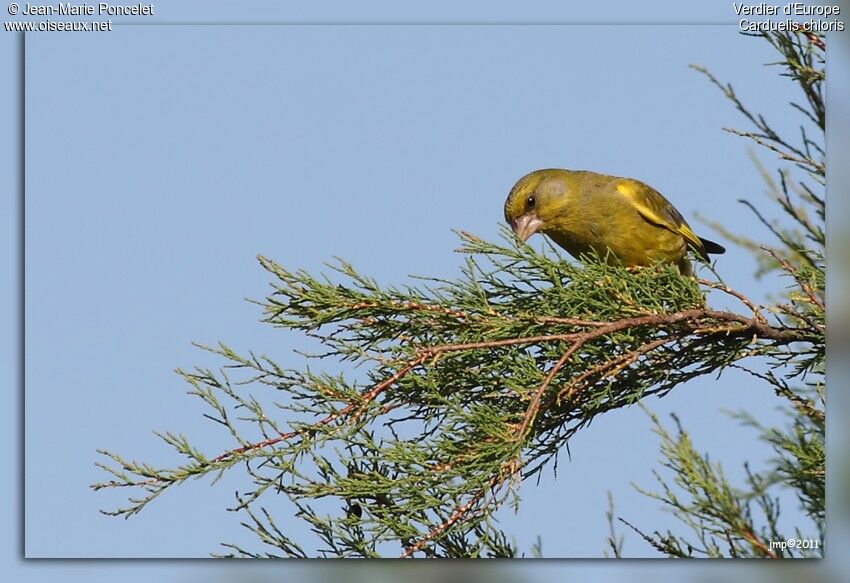 European Greenfinch