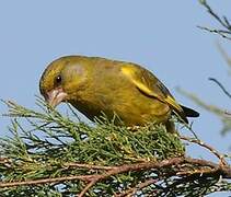 European Greenfinch