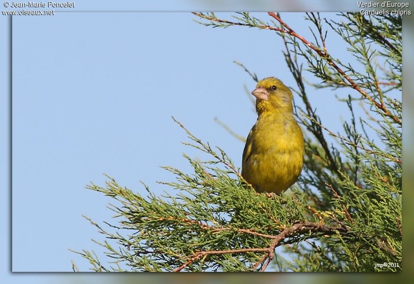 European Greenfinch