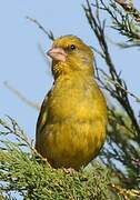 European Greenfinch