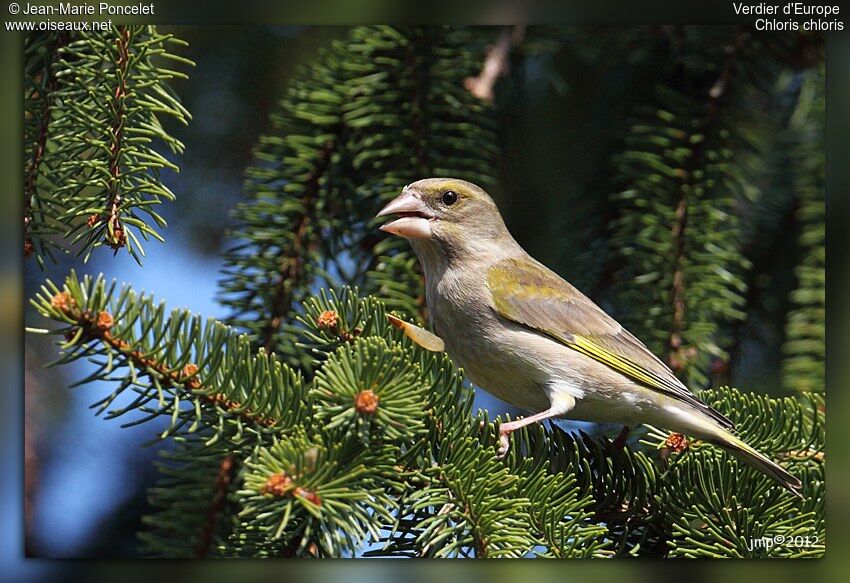 European Greenfinch