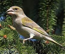 European Greenfinch