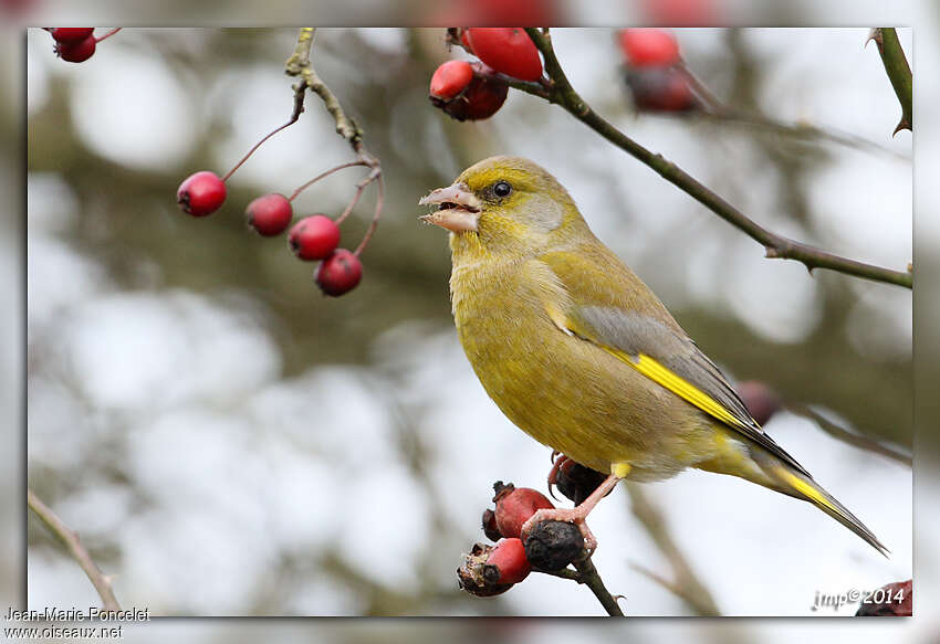 European Greenfinch male, feeding habits