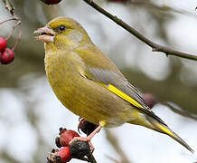 European Greenfinch