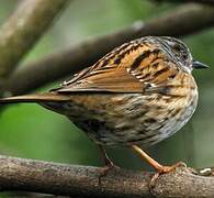 Dunnock