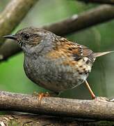 Dunnock