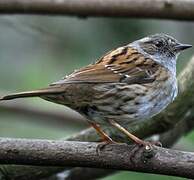 Dunnock