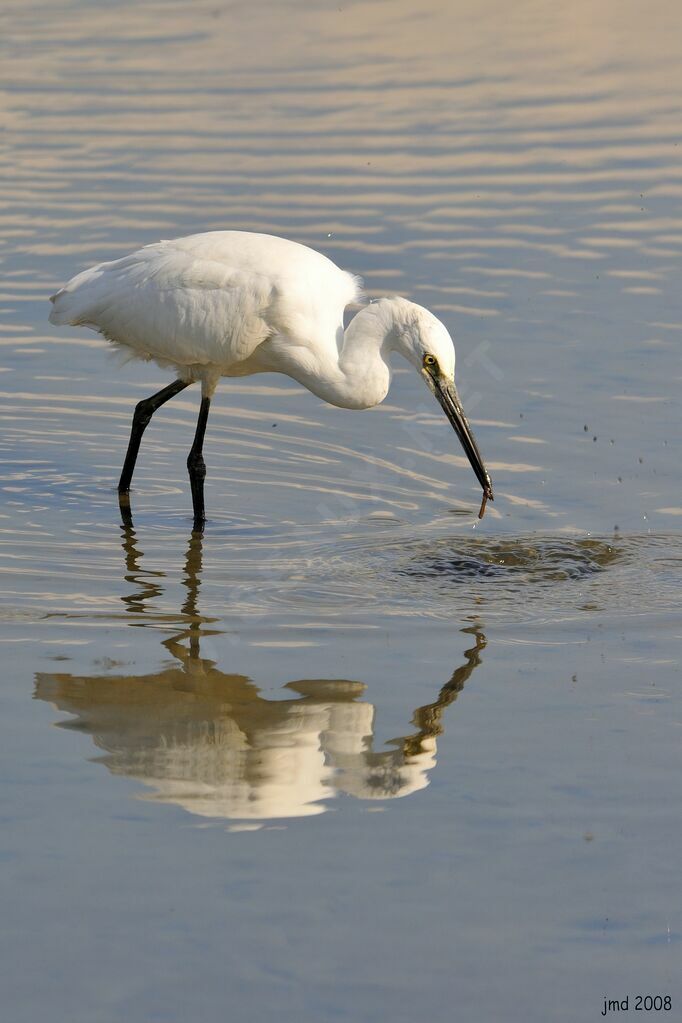 Little Egret