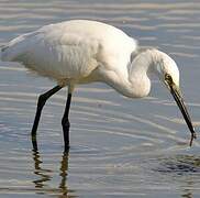 Little Egret