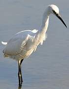 Aigrette garzette